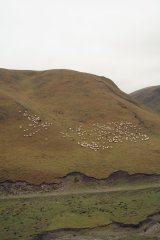 04-Sheep in the grasslands